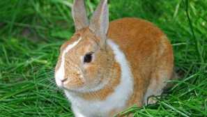 Jak si vybrat jméno pro králíka